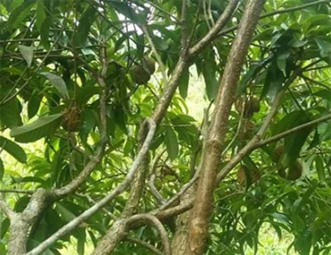Quả trồi có vỏ rất cứng, cần phải dùng cả búa để đập mở lấy nhân bên trong