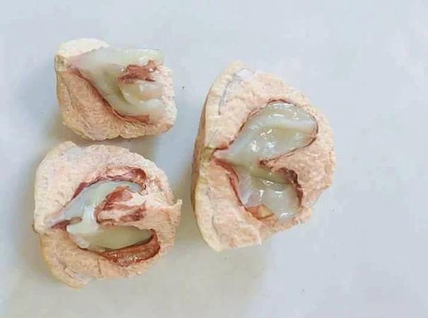 Hiện tại, tại Anh Sơn và Thanh Chương, có đội ngũ chuyên vào rừng thu hoạch quả trồi để cung cấp cho các thương lái với giá khoảng 20.000 đồng mỗi kilogram