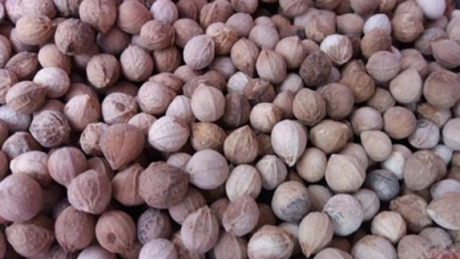 Quả trồi có vẻ ngoài không mấy bắt mắt với bề mặt sần sùi