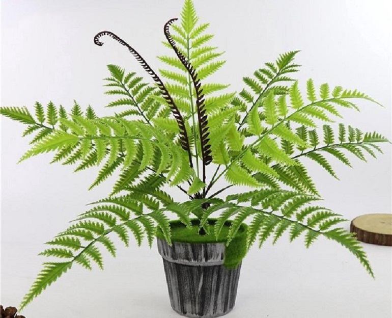dương xỉ còn có khả năng khử mùi khói, khí CO2 độc hại, đồng thời mang lại may mắn bình an cho gia chủ