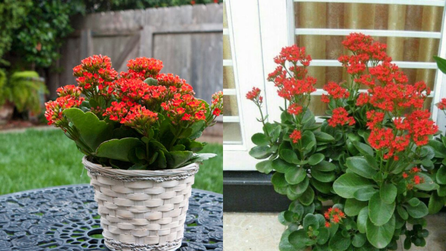 Cây sống đời rất dễ nhân giống và dễ trồng