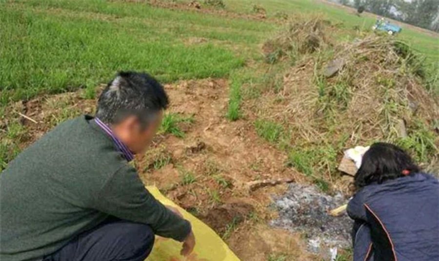 Chồi mới mọc lên từ gỗ chết là điềm báo may mắn