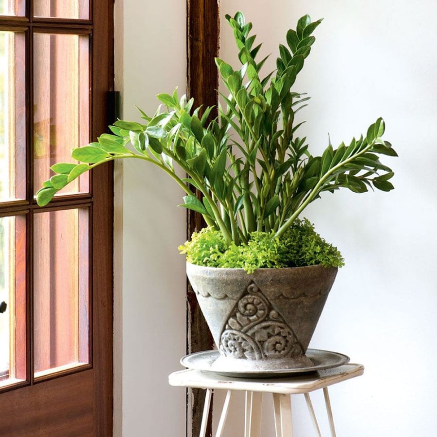 Đặt cây kim tiền trong phòng khách