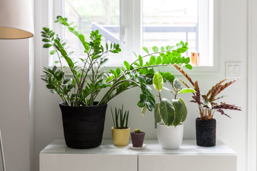 Đặt ở những nơi có nhiều ánh sáng