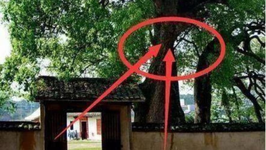 Cây dương, mặc dù phổ biến và phát triển nhanh chóng, nhưng lại mang theo nhiều điều không may mắn theo quan niệm dân gian.