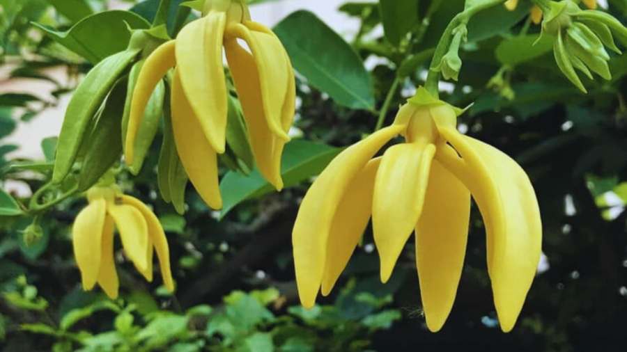Hoa dẻ rất phổ biến ở nước ta