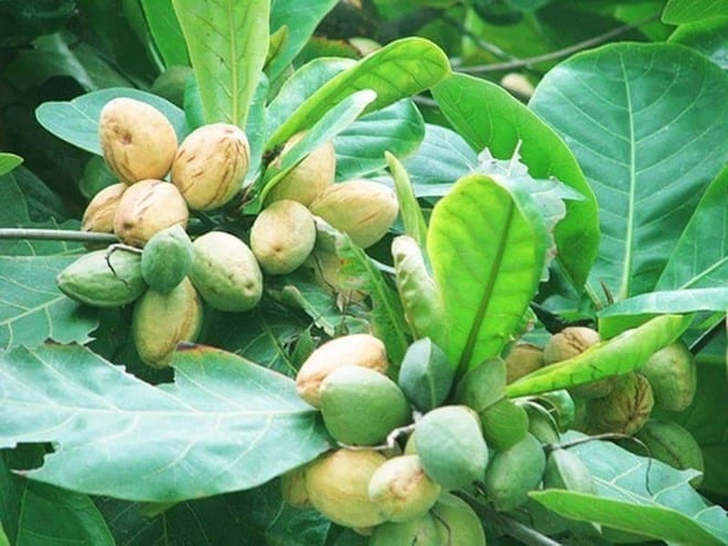 Cây bàng được trồng thành những hàng thẳng dọc dọc theo các con đường ven biển, những con đường trong làng, những con hẻm nhỏ và trước cửa mỗi ngôi nhà.