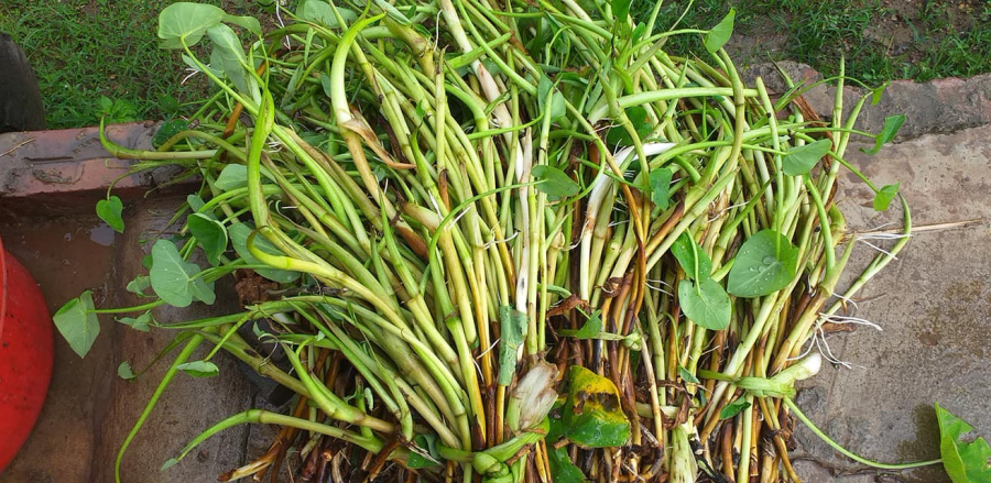 Bồng khoai có thể được chế biến thành nhiều Shbet0099 cá cược trực tuyến ngon