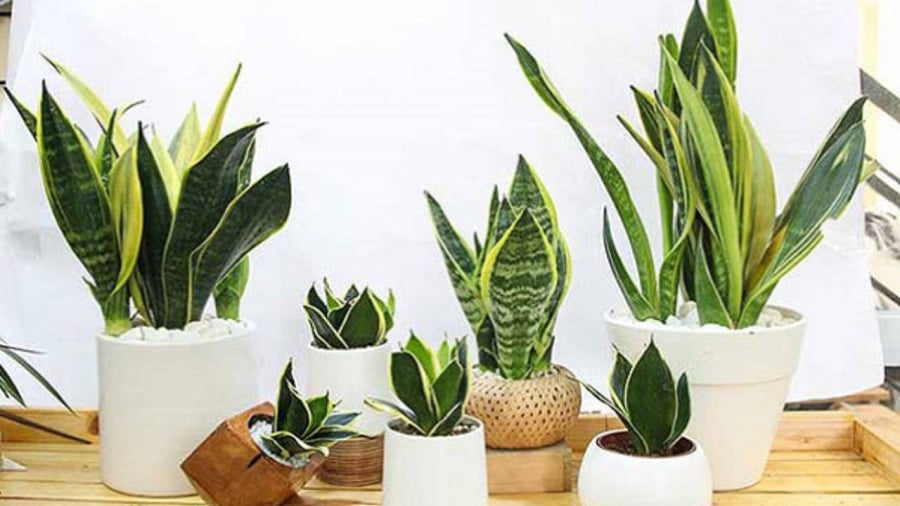 Cây lưỡi hổ có thể phù hợp với mệnh Kim 