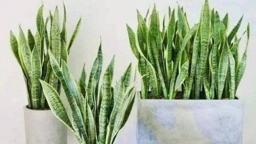 Cây lưỡi hổ cũng có thể phù hợp với mệnh Thủy