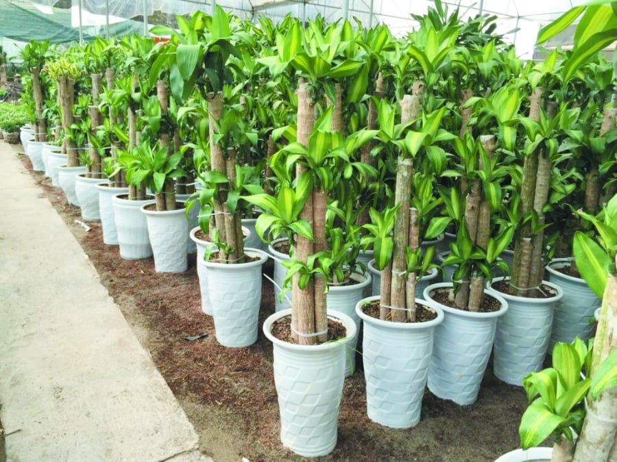 Cây phát tài là loại cây thân lá mang ý nghĩa tốt lành, thông thường cây có kích thước tương đối lớn cần được nuôi trong các chậu hoa lớn.