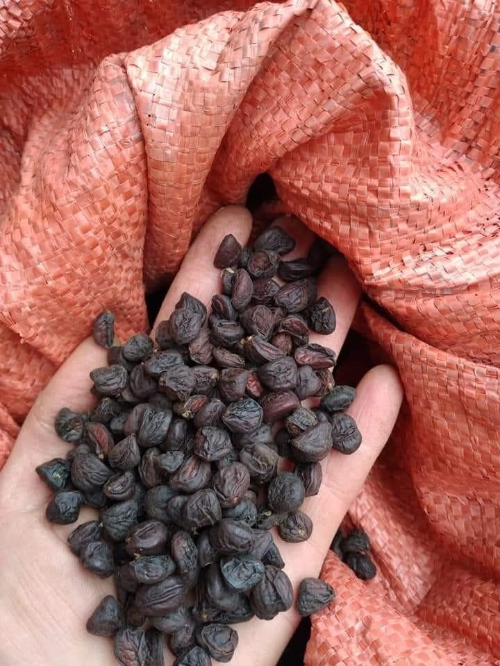 Hương vị cay nồng độc đáo và hơn hẳn hương tiêu, dổi rừng được coi là 