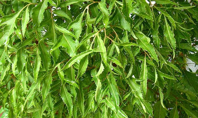 Đinh lăng còn có tác dụng ẩm thực