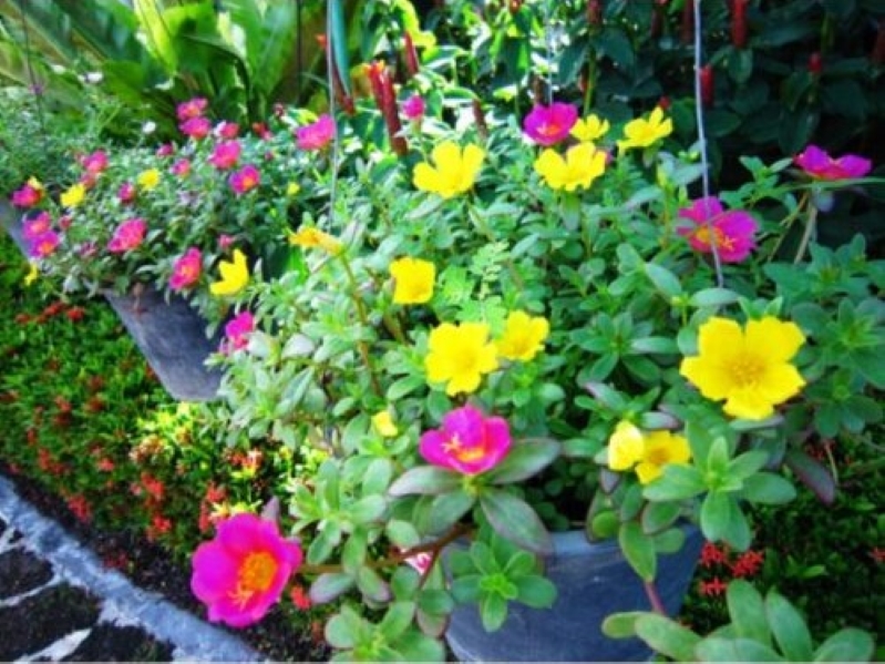 Hoa mười giờ tượng trưng cho tình yêu đôi lứa