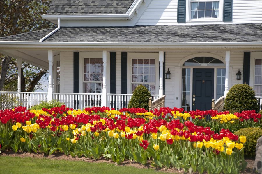 Rễ hoa tulip có nhu cầu nước cao nhưng lại khá nhạy cảm khi bị tưới quá nhiều nước.