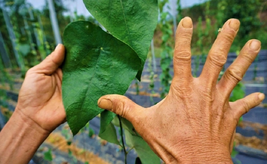 Trồng sương sâm quy mô lớn mang lại hiệu quả kinh tế cao.