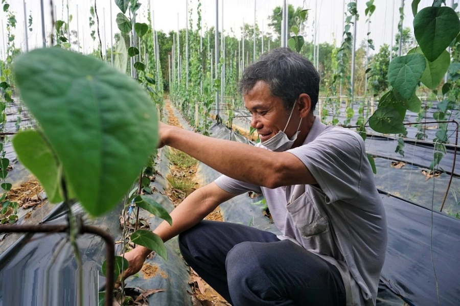 Không ngờ sau một thời gian học cách chăm sóc, tưới tiêu, loại cây này phát triển tốt, thích ứng với thời tiết nắng nóng ở địa phương và đặc biệt khả năng chịu hạn rất cao.    