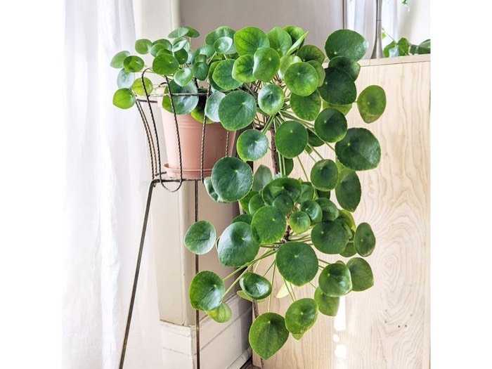 Cây cỏ gương được coi là biểu tượng của thịnh vượng và phong phú