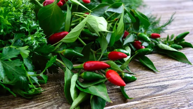 Do không phải mặt hàng thông dụng nên số lượng lá ớt bán ra không nhiều