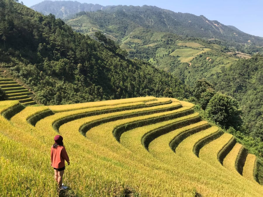 Ghé thăm Lìm Mông vào tháng 9 hoặc 10, bạn sẽ lạc bước trong không gian ngập tràn sắc vàng của mùa lúa chín