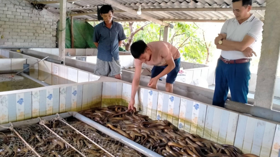  Hệ thống bể lắng và bể cấp tự chảy được thiết kế để đáp ứng đủ nhu cầu nước cho toàn bộ trại nuôi lươn.