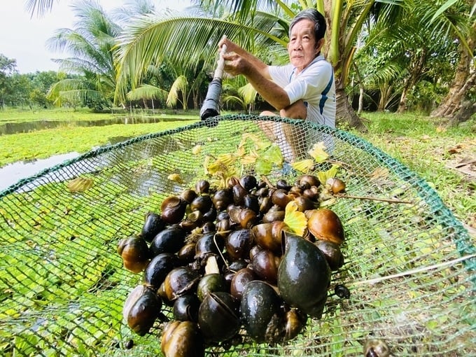 Làm giàu từ ốc bươu đen
