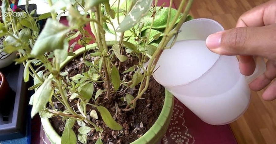 Sữa là nguồn cung cấp canxi tốt mà bạn có thể tận dụng để tưới cây. 