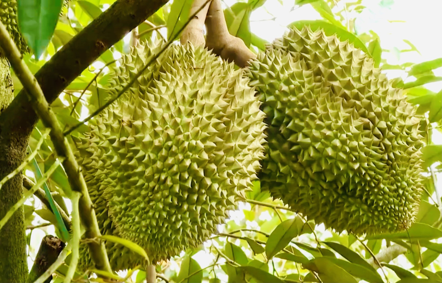 Sầu riêng - trái cây vô cùng bổ dưỡng