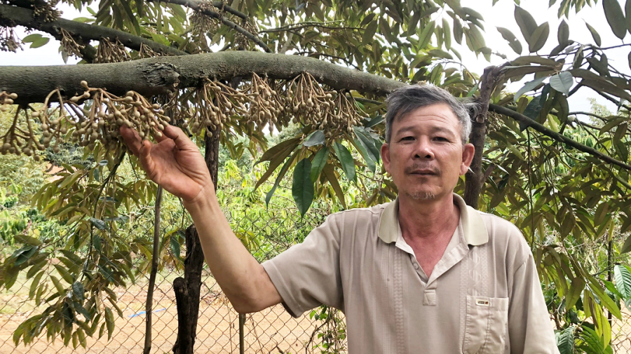 Nông dân Phạm Văn Nghĩa có doanh thu tiền tỷ nhờ trồng sầu riêng. Ảnh: Báo Dân Việt.