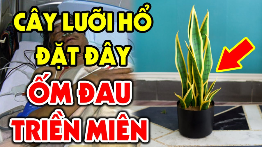 Vị trí nên tránh đặt cây lưỡi hổ kẻo hao tài