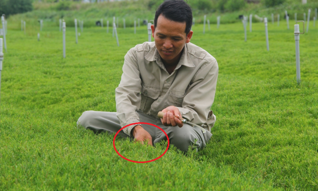 Cỏ dại anh Quân trồng trở thành đặc sản đắt đỏ.