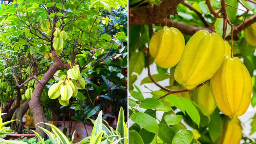 Cây khế là loại cây quen thuộc với người Việt. Ngoài việc cho bóng mát, lấy quả ăn, cây khế cũng có ý nghĩa riêng trong phong thủy.
