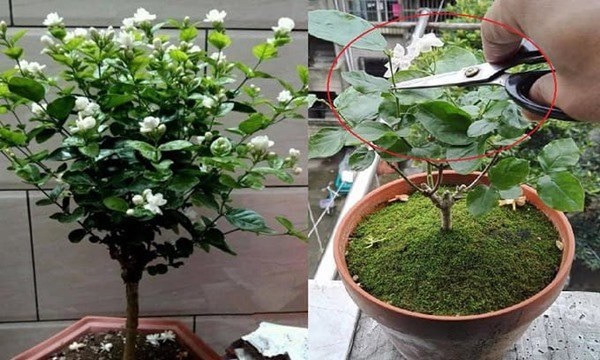 Một số loài hoa nhài có thể chịu được thời tiết lạnh giá.  