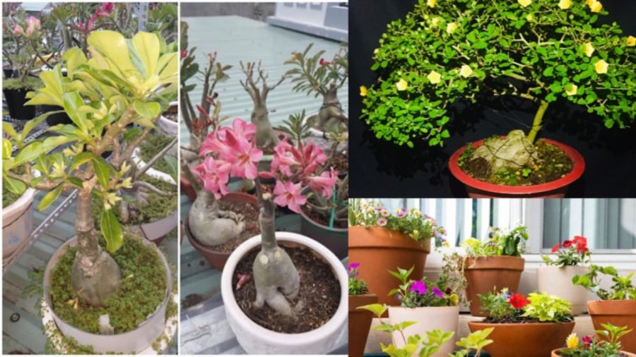 Cỏ dại trong chậu cây giúp giữ độ ẩm