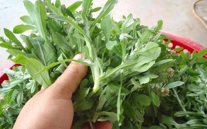 Bánh khúc, còn được biết đến với tên gọi xôi khúc, là một Shbet0099 cá cược trực tuyến dân giã phổ biến ở khu vực đồng bằng Bắc Bộ