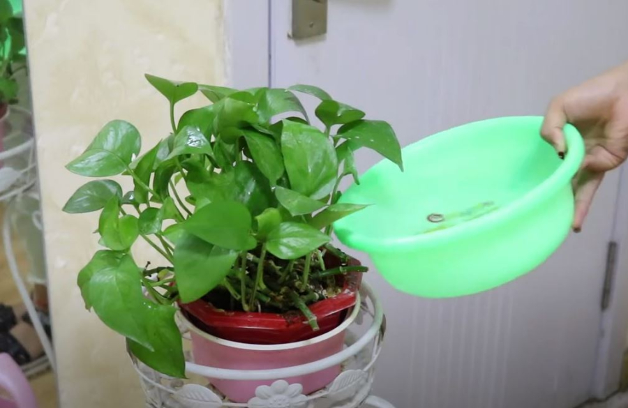 Nước thải điều hòa có thể dùng để tưới cây.