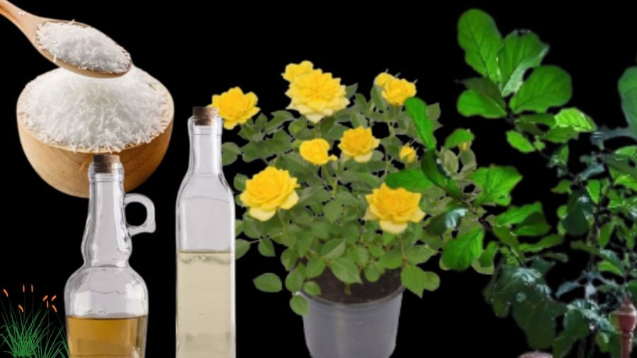 Nhiều cây cảnh thích ăn đường, giấm, mì chính