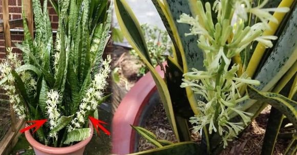 Cây Sansevieria trifasciata, hay còn được biết đến với tên cây lưỡi hổ, lưỡi cọp, hoặc vĩ hổ, thuộc họ Măng tây, cao khoảng từ 50 đến 60cm.