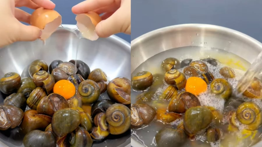 Ngâm ốc với trứng gà giúp ốc nhả bùn đất và không bị gầy.