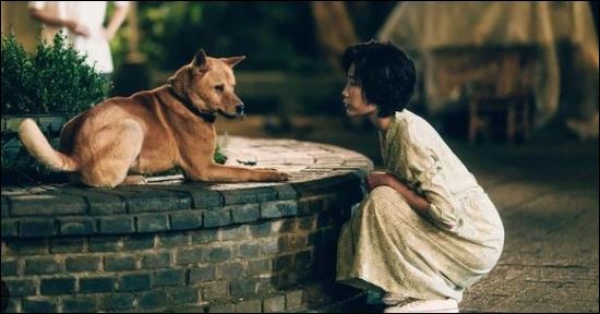 Lý do tại sao một con chó không thể nuôi quá 10 năm thì có thể là do chúng không được tẩy giun, tiêm phòng, khả năng của nó sẽ bị suy giảm. (ảnh minh họa)