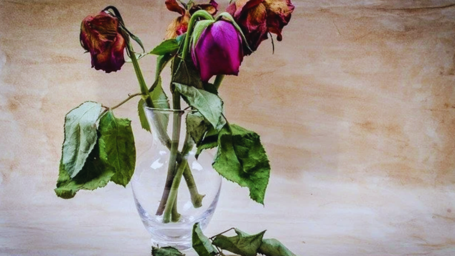 Không giữ hoa tàn héo trong nhà