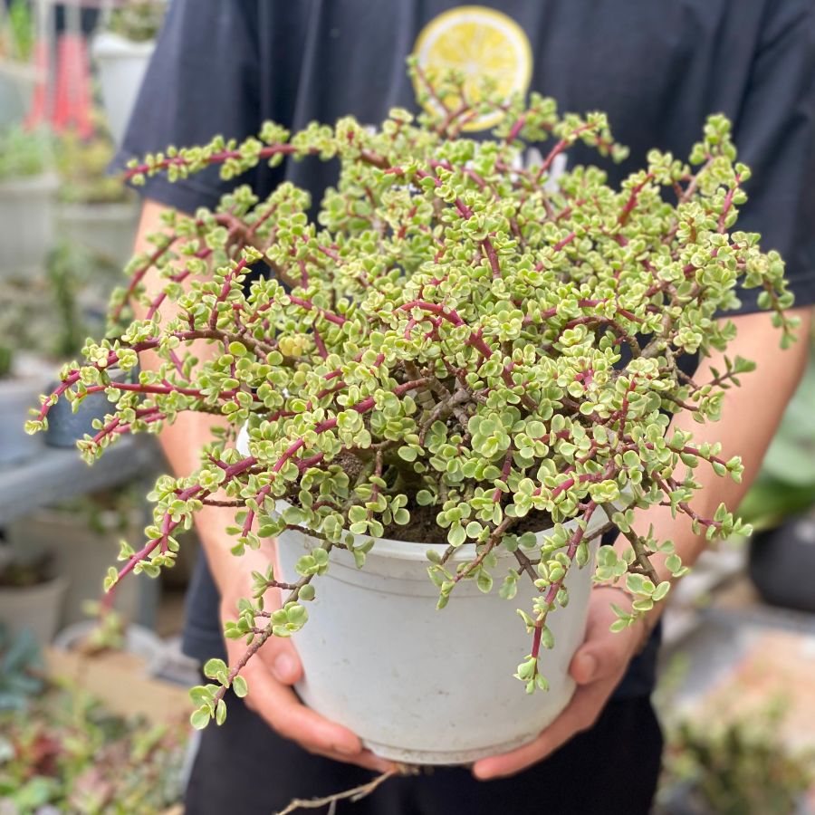 Cây sen đá đô la trắng được coi là biểu tượng của sự may mắn và thịnh vượng