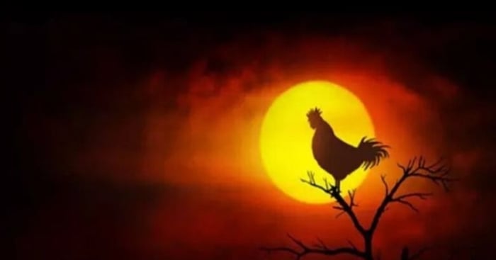 Gà gáy sáng sớm là chuyện bình thường, nhưng gà gáy lúc nửa đêm lại bất thường, gây bất an
