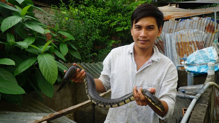 Các con rắn ri voi với thân hình tròn trịa, trọng lượng từ 3 đến 4 kilôgam, Mừng SHBET phiên bản mới 2025 óng ả