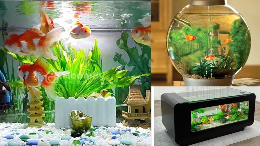 Cá mang lại sinh khí cho ngôi nhà