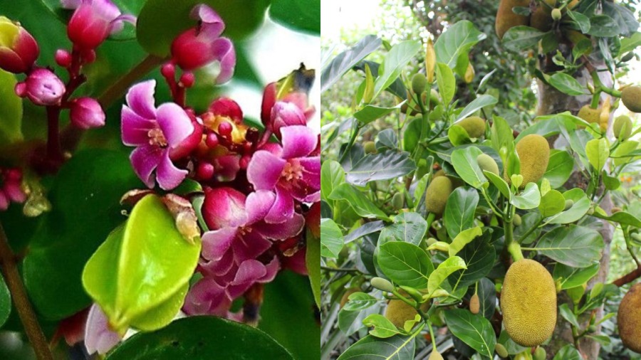 Ít ai ngờ hoa khế hoa mít lại có nhiều công dụng như vậy