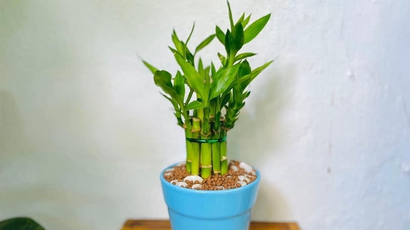 Cây trúc may mắn mang ý nghĩa bình an, may mắn, thành công