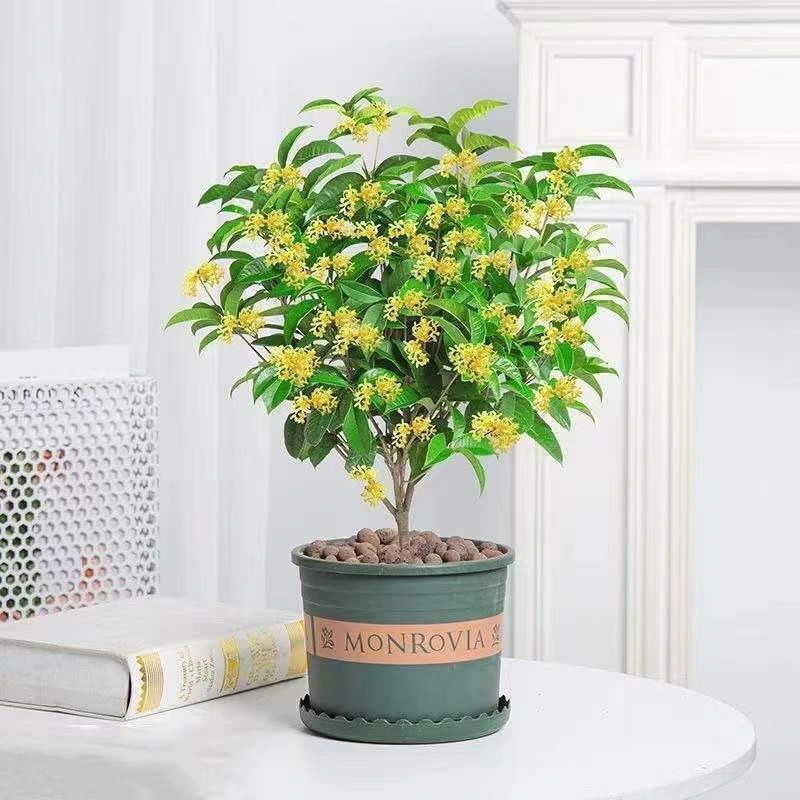 Cây hoa mộc mang lại sự bình an, may mắn