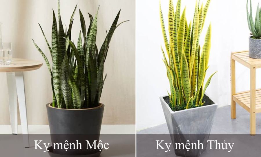 Người tuổi nào kỵ trồng cây lưỡi hổ