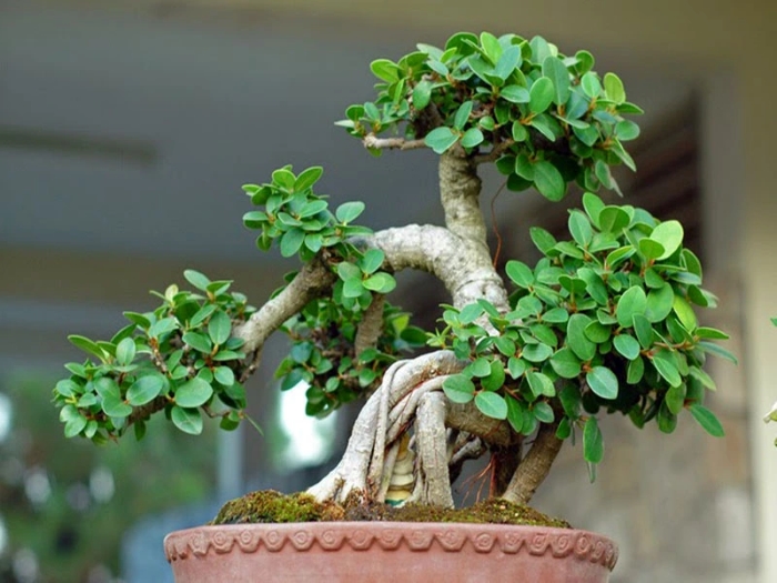 Nếu bạn trồng các cây cảnh tạo hình thì bạn là người cẩn thận, tỉ mỉ